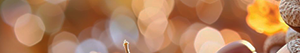 Seasonal Discount Banner